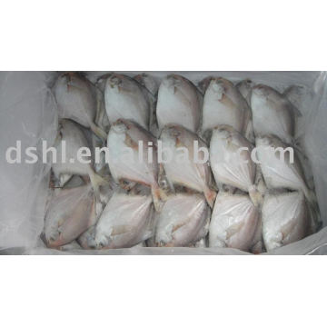 frozen silver pomfret